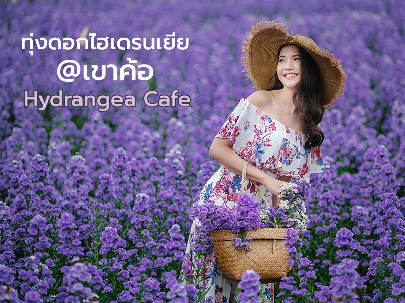 Gino's Cafe & Hydrangea Hill สวนดอก